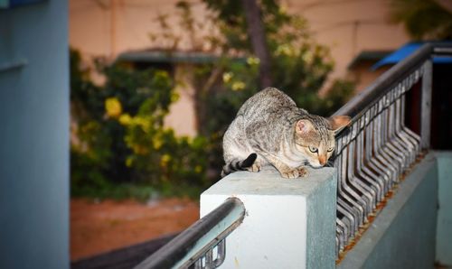 View of a cat on railing