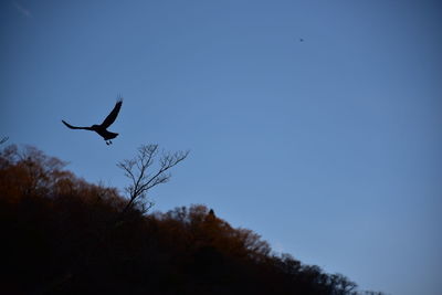 Low angle view of eagle flying against clear sky