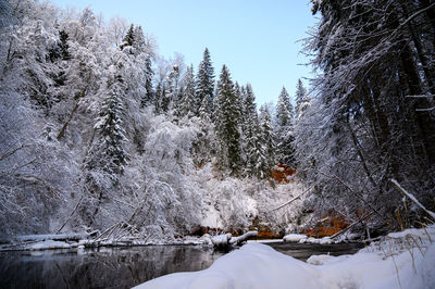 Snow covered trees in forest against sky