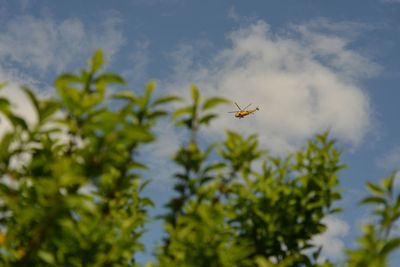 Low angle view of plants against sky