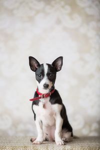 Close-up portrait of dog sitting