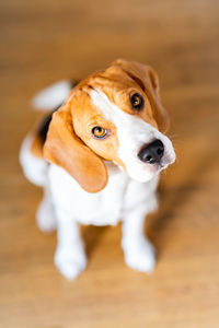 High angle portrait of a dog