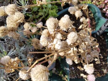 Close-up of flowers