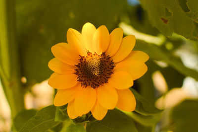 Close-up of yellow flower