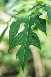 Close-up of wet leaves