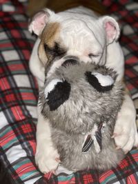 High angle view of dog relaxing on bed at home