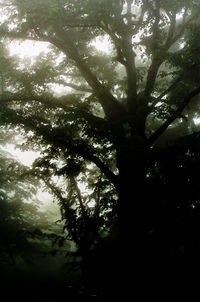 Low angle view of silhouette trees in forest against sky