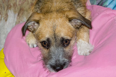 Portrait of dog lying down on bed