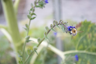 Close-up of bee pollinating on purple flower