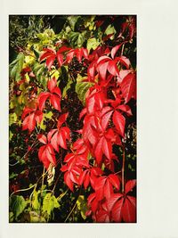 Close-up of red flowers