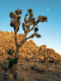 Low angle view of a yucca tree at joshua tree national park at sunset against blue sky  and moon 