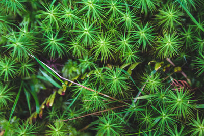 Full frame shot of cactus plants growing on field