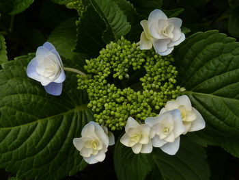 Close-up of white hydrangea flowers