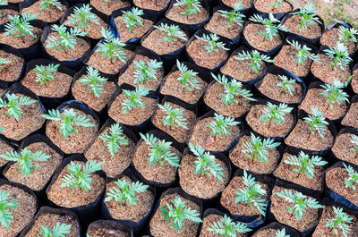 Full frame shot of plants in field