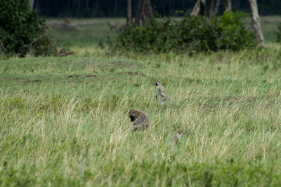 Duck in a field