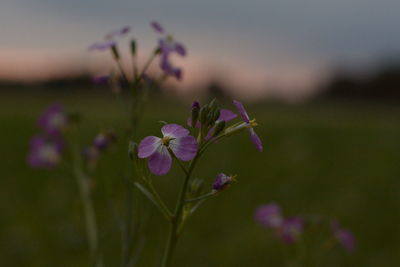 Close-up of purple flowers growing on field
