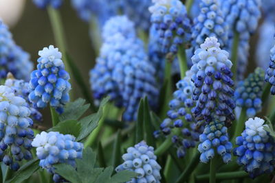 Close-up of purple flowering plant