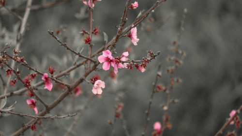 Close-up of pink cherry blossoms in spring