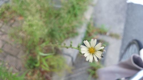 Close-up of flower