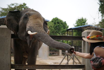 Woman feeding elephant against sky