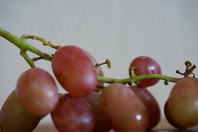Close-up of fruits on plant