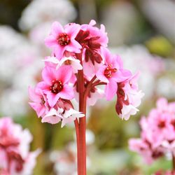 Close-up of pink flowers blooming outdoors