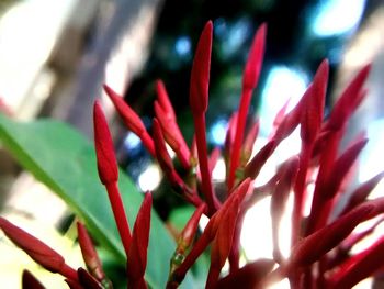 Close-up of red flowers