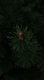 Close-up of pine tree