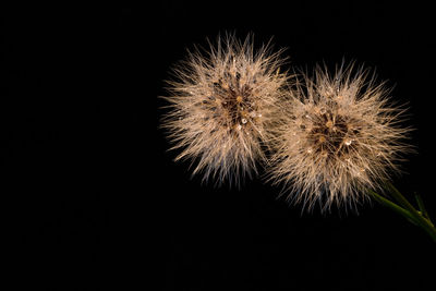 Close-up of dandelion against black background