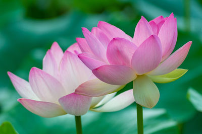 Close-up of pink water lily