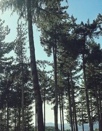 Low angle view of trees in forest against sky