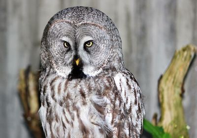 Portrait of great gray owl perching on branch