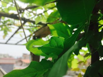 Close-up of fresh green leaves on branch