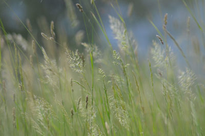 Close-up of wheat growing on field