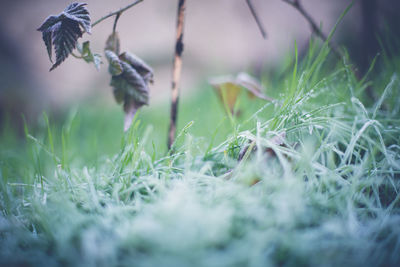 Close-up of lizard on grass