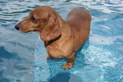 Dog in water