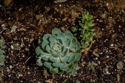 High angle view of succulent plant on field