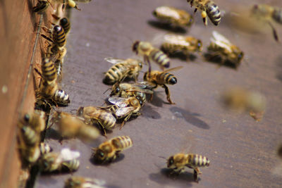 High angle view of bee on water