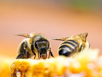 Close-up of bee on honeycomb.