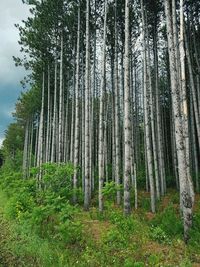 Trees growing in forest