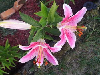 High angle view of pink flowering plant