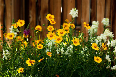 Close-up of yellow flowering plants