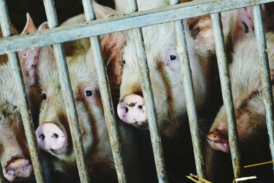 Close-up of pigs in cage