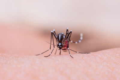 Close-up of fly