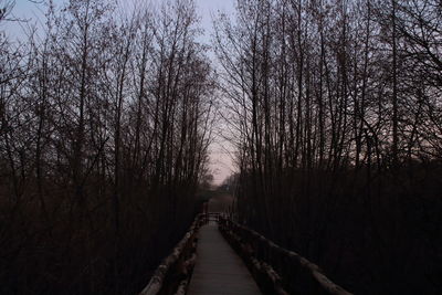 Footpath amidst trees in forest against sky