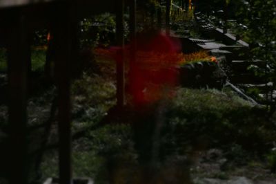 Close-up of red trees in forest