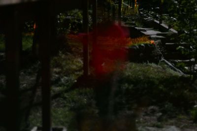 Close-up of red trees in forest