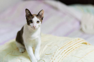 Portrait of cat on bed at home