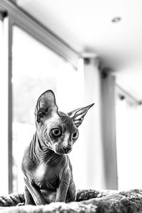 Dog looking away while sitting at home