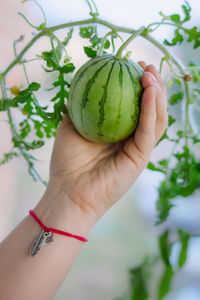 Close-up of woman holding green leaf